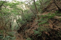 行者尾根の東隣の尾根、今度はちゃんと出れたけど・・・