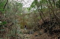 行者尾根の東隣の尾根、今度はちゃんと出れたけど・・・