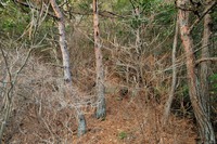 行者尾根の東隣の尾根、今度はちゃんと出れたけど・・・