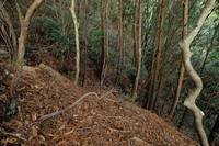 行者尾根の東隣の尾根、今度はちゃんと出れたけど・・・