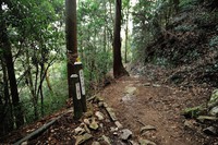行者尾根の東隣の尾根、今度はちゃんと出れたけど・・・