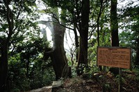 行者尾根の東隣の尾根、今度はちゃんと出れたけど・・・