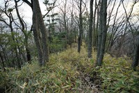 行者尾根の東隣の尾根、今度はちゃんと出れたけど・・・