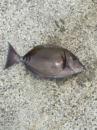 初の本気　カゴ釣り 2015/04/30 19:02:33
