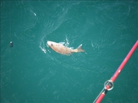 快適快速でも釣りはアカン（１１浮き目） 2011/08/17 09:15:49