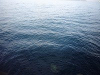 おチビちゃんに遊ばれて...... 2010/08/08 12:51:38
