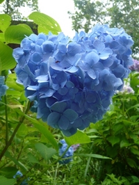 グリム　冒険の森　と　報告？
