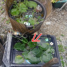 メダカ睡蓮 2018/09/05 23:43:58