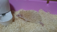 ヘッジホッグテラかわゆす。 2018/06/29 21:25:43