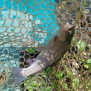 日帰りでここまで来たからには・・・【2024年6月15日】白馬八方ニレ池