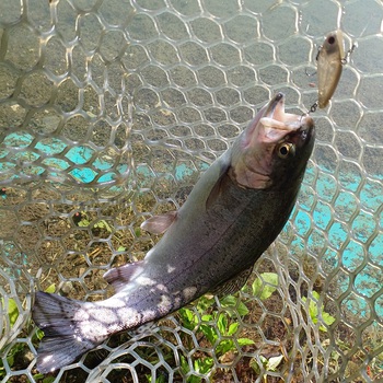 日帰りでここまで来たからには・・・【2024年6月15日】白馬八方ニレ池