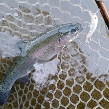 5ヵ月振りにココへ！【2025年4月29日】ベリーパーク in Fish’ON!鹿留