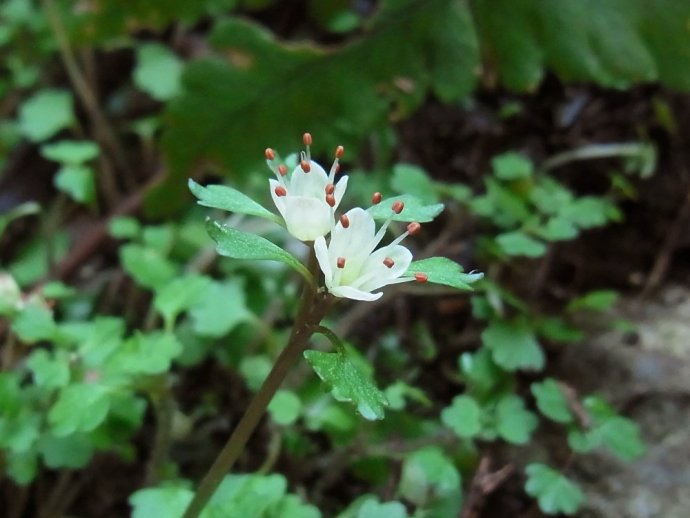 高尾山のハナネコノメソウが開花