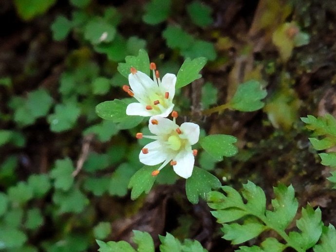 高尾山のハナネコノメソウが開花