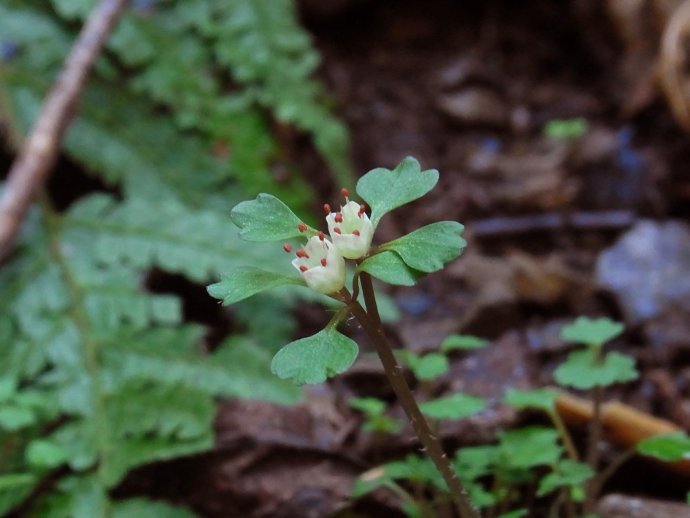 高尾山のハナネコノメソウが開花