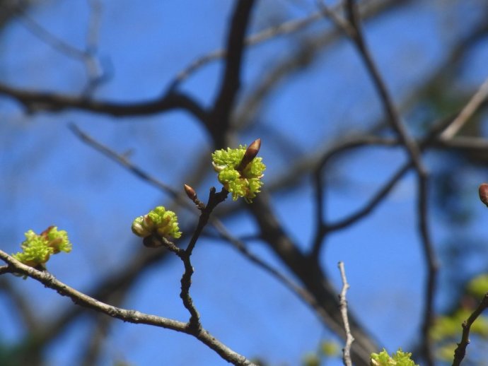 高尾山のハナネコノメソウが開花