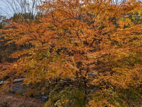 紅葉キャンプ・・