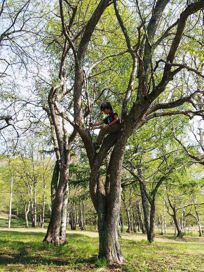 木登り