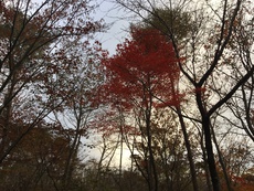 紅葉見ながら行く富士山…その後は…予告編 2018/11/04 00:07:37
