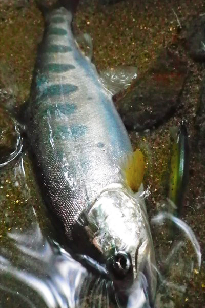 ちょい釣り