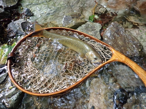 近場の沢の新規開拓