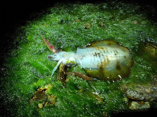 めその泡沫 夜磯 アオリ ヤリ