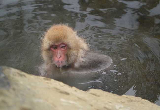 2017 年末は長野県へ　温泉と猿の旅♪