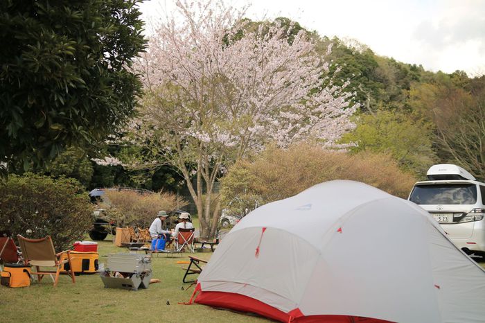 桜舞い散る下で・・＠稲ヶ崎キャンプ場（20160409-0410）