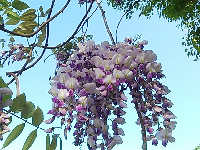 御無沙汰 道志の森キャンプ