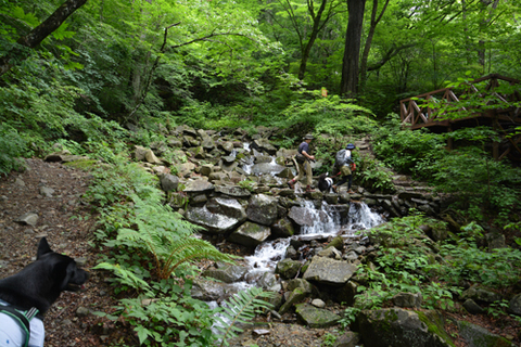 三頭山〜2014.7.5〜