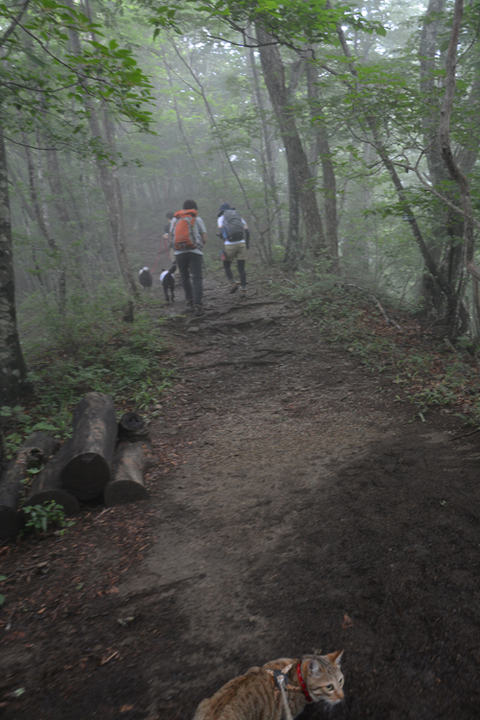 三頭山〜2014.7.5〜