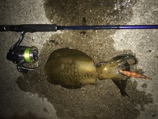 10/1 知多半島アオリイカ