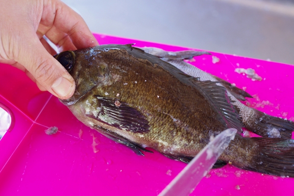 船折キャンプ場でメバル釣りキャンプ♪