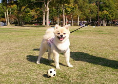 4歳になりました＾＾ 2016/11/11 21:01:07