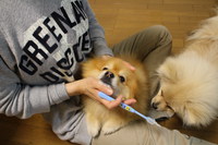 歯磨き闘争 2014/07/28 13:31:41