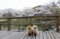 桜散歩 2015/04/06 18:13:48