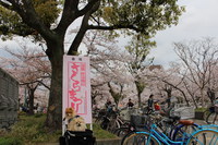 妙法寺川でお花見 2014/04/06 08:00:00