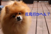 お花見＾＾ 2016/04/12 18:58:34
