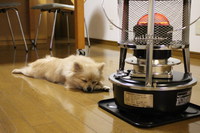 1年経ちました 2013/12/30 08:00:00