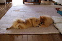 イチャイチャしすぎ。。。 2014/04/11 07:50:00
