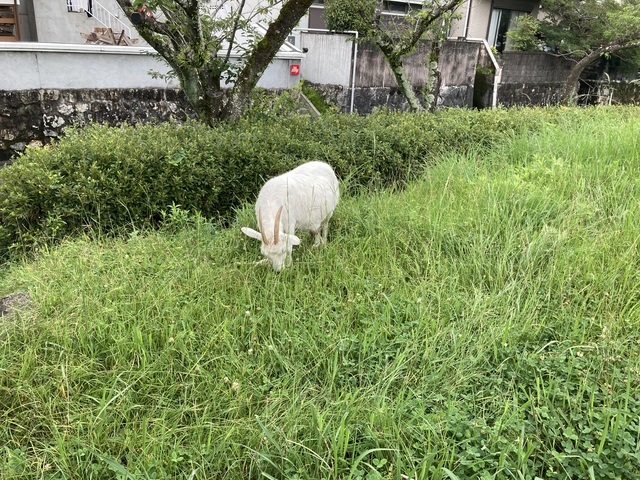 意外と思い出深かった鏡川