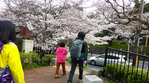 青春１８きっぷで桜旅！☆