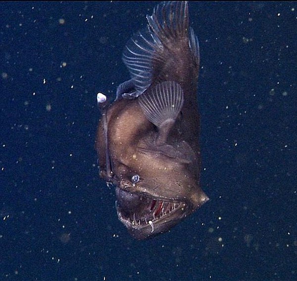 釣烏賊迷 つりきち のぼやき 黒い悪魔