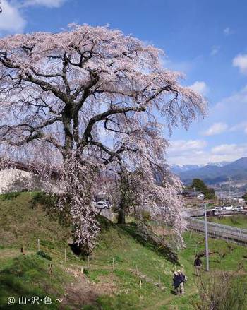 2014 一本桜の里