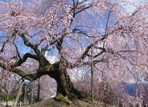 2014 一本桜の里