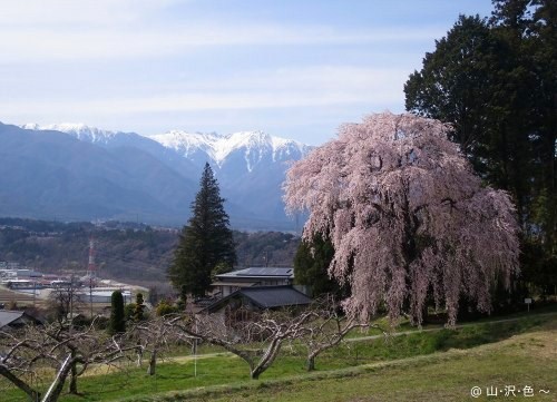 2014 駒ヶ根の一本桜
