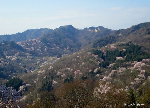 陸郷の山桜