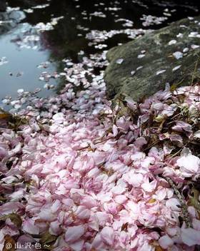 2014 高遠の夜桜