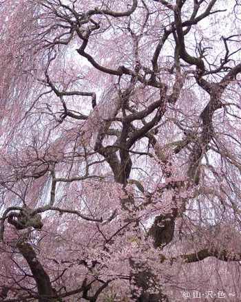 勝間薬師堂のしだれ桜