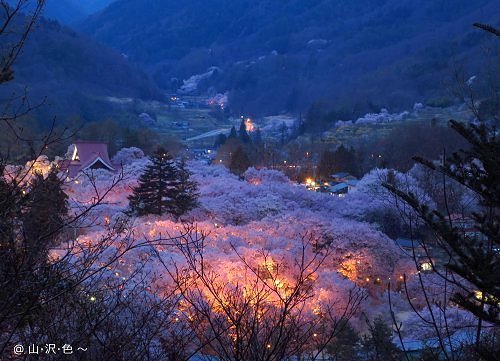 2014 高遠の夜桜